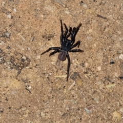 Unidentified Trapdoor, Funnelweb & Mouse spider (Mygalomorphae) (TBC) at Tibooburra, NSW - 30 Apr 2022 by AaronClausen
