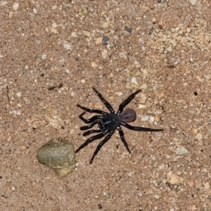 Conothele sp. (genus) at Tibooburra, NSW - 30 Apr 2022 08:33 PM