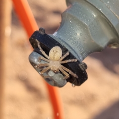 Unidentified Spider at Tibooburra, NSW - 1 May 2022 by AaronClausen