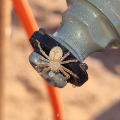 Unverified Spider at Tibooburra, NSW - 1 May 2022 by AaronClausen