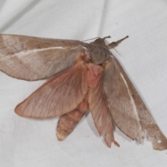 Oxycanus sp. (genus) (Unidentified Oxycanus moth) at Higgins, ACT - 1 May 2022 by AlisonMilton