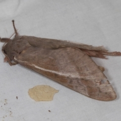 Oxycanus (genus) at Higgins, ACT - 1 May 2022