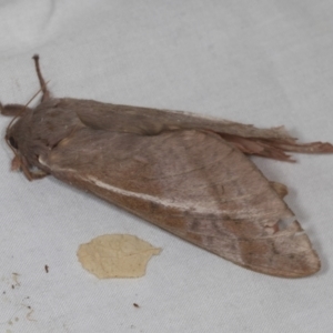 Oxycanus (genus) at Higgins, ACT - 1 May 2022