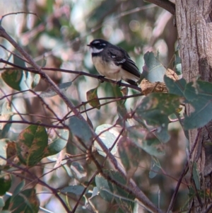 Rhipidura albiscapa at Cudgewa, VIC - suppressed