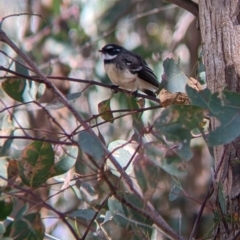 Rhipidura albiscapa (Grey Fantail) at suppressed - 1 May 2022 by Darcy