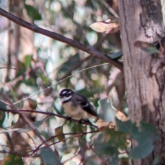 Rhipidura albiscapa at Cudgewa, VIC - suppressed