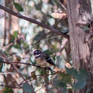 Rhipidura albiscapa at Cudgewa, VIC - 1 May 2022