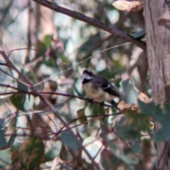 Rhipidura albiscapa at Cudgewa, VIC - 1 May 2022