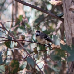 Rhipidura albiscapa at Cudgewa, VIC - suppressed