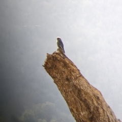 Artamus cyanopterus cyanopterus (Dusky Woodswallow) at Cudgewa, VIC - 1 May 2022 by Darcy