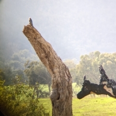Artamus cyanopterus at Cudgewa, VIC - suppressed