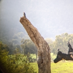 Artamus cyanopterus at Cudgewa, VIC - suppressed