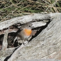 Petroica boodang (Scarlet Robin) at Nanima, NSW - 1 May 2022 by AlisonMilton