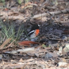 Petroica boodang at Nanima, NSW - suppressed