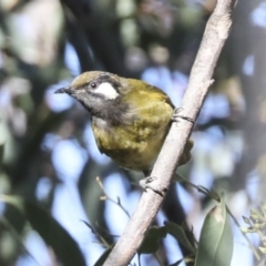 Nesoptilotis leucotis (White-eared Honeyeater) at Nanima, NSW - 1 May 2022 by AlisonMilton