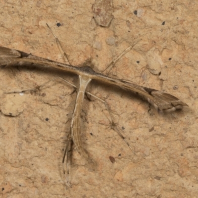 Sinpunctiptilia emissalis (Speedwell Pterror) at Higgins, ACT - 2 Mar 2022 by AlisonMilton