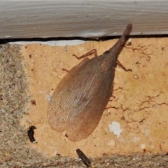 Rentinus dilatatus (Fulgorid planthopper) at Wanniassa, ACT - 1 May 2022 by JohnBundock