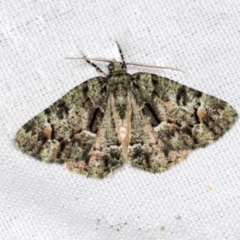 Aeolochroma metarhodata (Tea-tree Emerald (Geometrinae)) at Higgins, ACT - 24 Apr 2022 by AlisonMilton