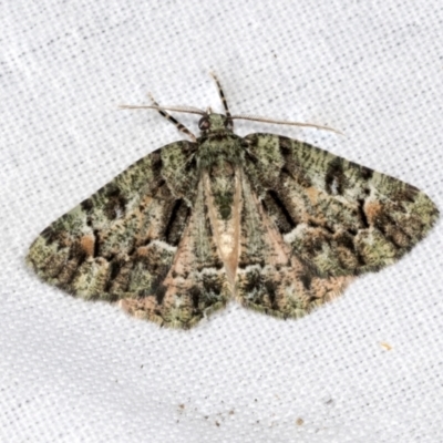 Aeolochroma metarhodata (Tea-tree Emerald) at Higgins, ACT - 24 Apr 2022 by AlisonMilton