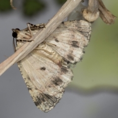 Aeolochroma metarhodata at Higgins, ACT - 24 Apr 2022 08:10 AM