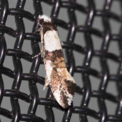 Monopis icterogastra (Wool Moth) at Higgins, ACT - 28 Apr 2022 by AlisonMilton