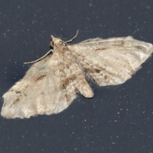 Chloroclystis approximata at Higgins, ACT - 1 May 2022