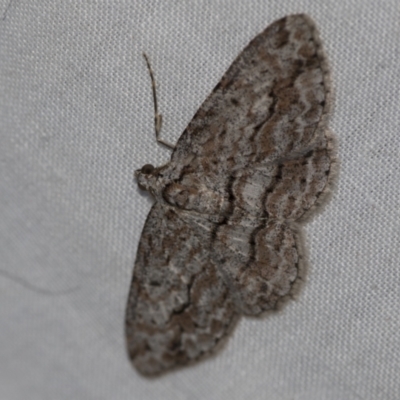 Didymoctenia exsuperata (Thick-lined Bark Moth) at Higgins, ACT - 28 Apr 2022 by AlisonMilton