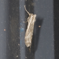 Capusa (genus) (Wedge moth) at Higgins, ACT - 27 Apr 2022 by AlisonMilton