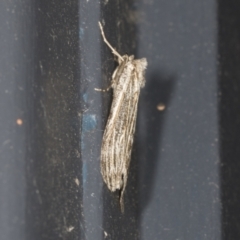 Capusa (genus) (Wedge moth) at Higgins, ACT - 26 Apr 2022 by AlisonMilton
