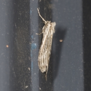 Capusa (genus) at Higgins, ACT - 27 Apr 2022