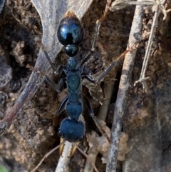 Myrmecia tarsata (Bull ant or Bulldog ant) at Karabar, NSW - 1 May 2022 by Steve_Bok