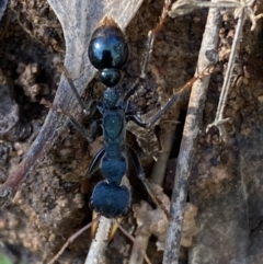 Myrmecia tarsata (Bull ant or Bulldog ant) at QPRC LGA - 1 May 2022 by Steve_Bok