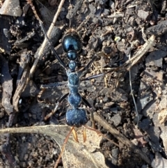 Myrmecia tarsata at Karabar, NSW - 1 May 2022