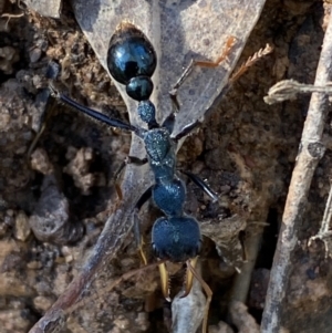 Myrmecia tarsata at Karabar, NSW - 1 May 2022