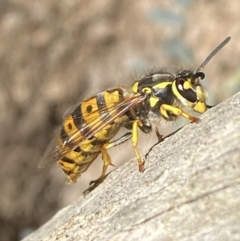 Vespula germanica (European Wasp, German Yellowjacket Wasp) at Karabar, NSW - 1 May 2022 by SteveBorkowskis