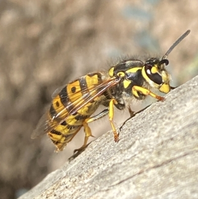 Vespula germanica (European Wasp, German Yellowjacket Wasp) at Karabar, NSW - 1 May 2022 by SteveBorkowskis