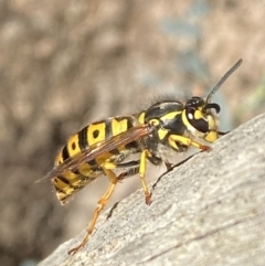 Vespula germanica at Karabar, NSW - 1 May 2022