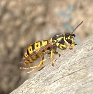 Vespula germanica at Karabar, NSW - 1 May 2022