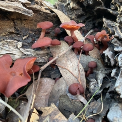 zz agaric (stem; gills not white/cream) at Karabar, NSW - 1 May 2022 by SteveBorkowskis