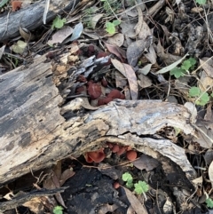 zz agaric (stem; gills not white/cream) at Karabar, NSW - 1 May 2022