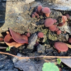 zz agaric (stem; gills not white/cream) at Karabar, NSW - 1 May 2022