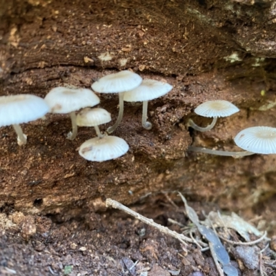 Mycena sp. (Mycena) at QPRC LGA - 1 May 2022 by Steve_Bok