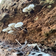 Mycena sp. at Googong, NSW - 1 May 2022 01:43 PM