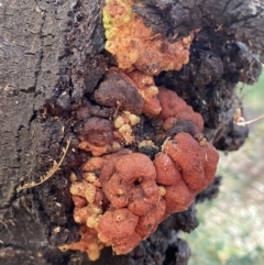 Unidentified Fungus (TBC) at Karabar, NSW - 1 May 2022 by Steve_Bok