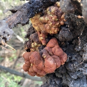 Uromycladium sp. at Karabar, NSW - 1 May 2022