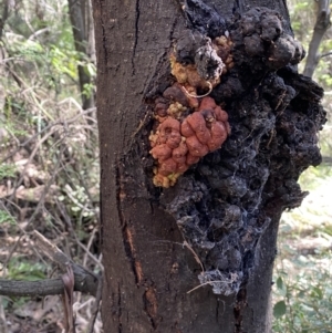 Uromycladium sp. at Karabar, NSW - 1 May 2022