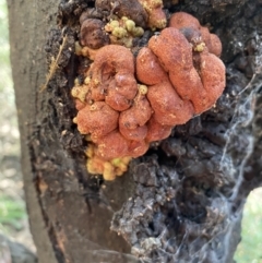 Uromycladium sp. at Karabar, NSW - 1 May 2022 01:25 PM