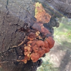 Uromycladium (genus) at Karabar, NSW - 1 May 2022 01:25 PM