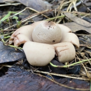 Geastrum sp. at Karabar, NSW - 1 May 2022 01:17 PM