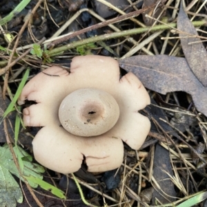 Geastrum sp. at Karabar, NSW - 1 May 2022